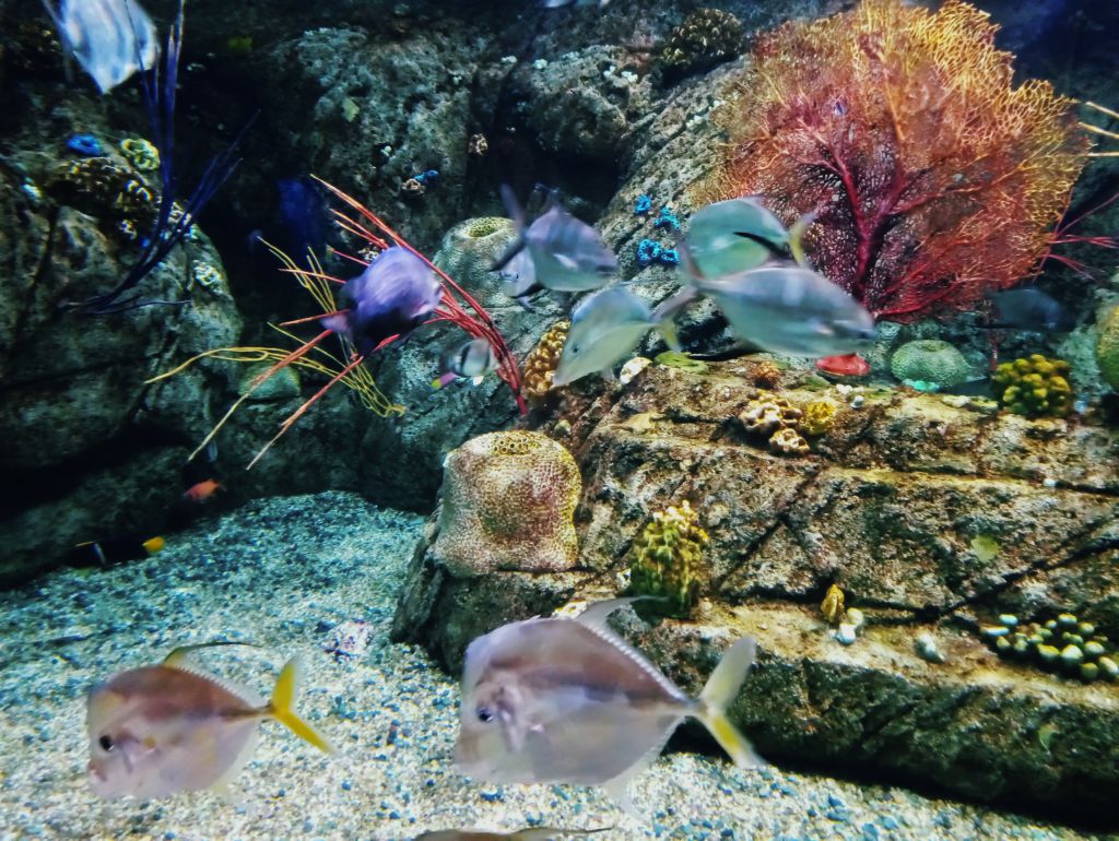 Close up photo of brightly colored fish in their tank.