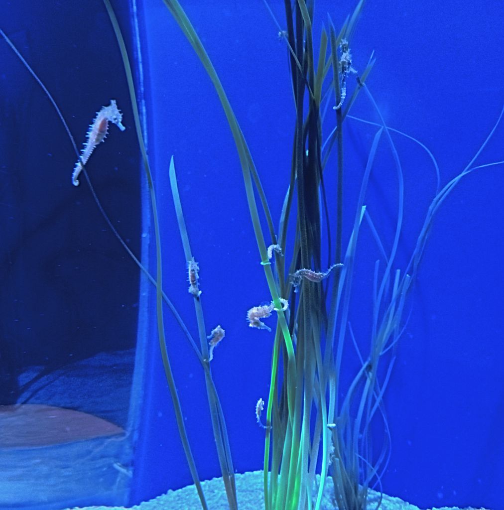 Photo of Sea Horses on sea grass.
