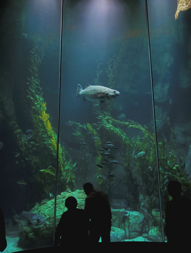 Photo of the deeper tank with Kelp and Giant Sea Bass.